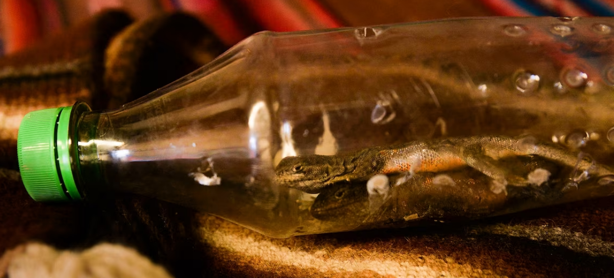 These lizards, kept alive in a plastic bottle, were later sacrificed and mixed with plants as part of a traditional healing ritual in El Alto, Bolivia, in June 2023. 
