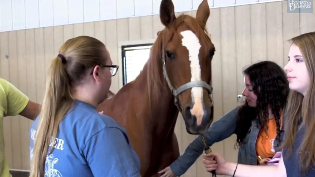 University of Veterinary and Animal Science